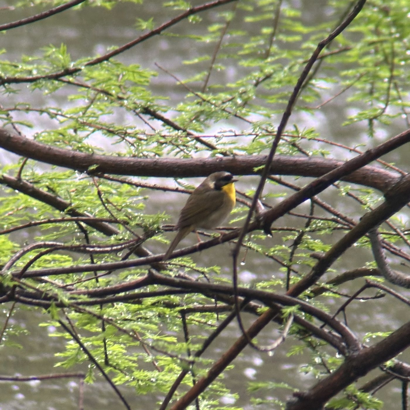 A small olive bird with a yellow throat and black mask perched among branches over water